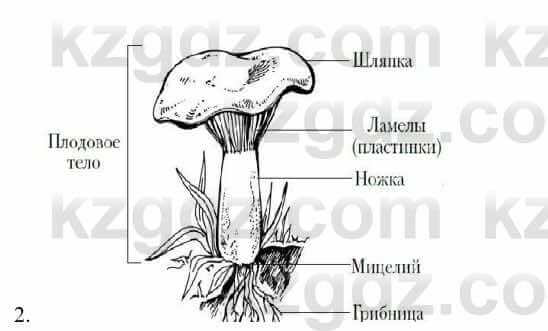 Биология Соловьева А. 8 класс 2018 Анализ 2